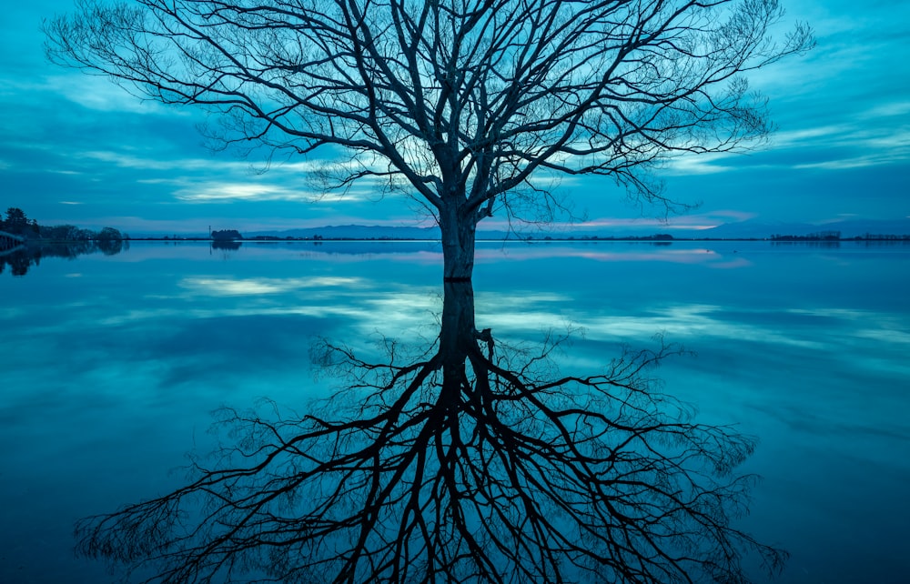 Un árbol se refleja en el agua quieta de un lago