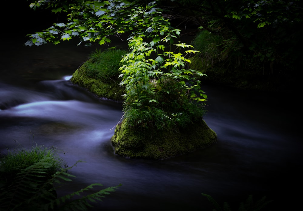 a stream running through a lush green forest