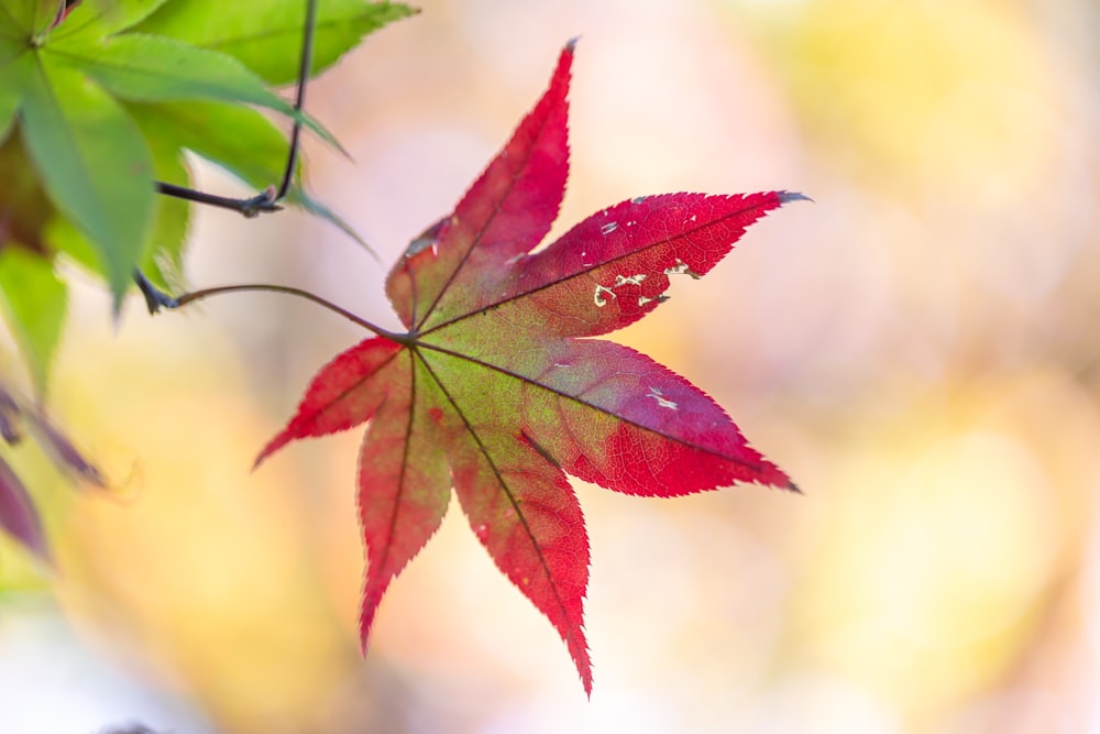 a close up of a red leaf on a tree