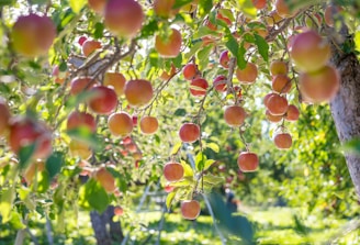 A sunlit orchard row with ripe fruit hanging low, inviting a close-up view.