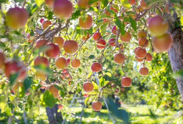 Rows of apple trees heavy with ripe fruit in the morning light.
