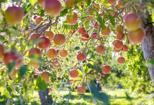 A sunlit orchard row with ripe fruit hanging low, inviting a close-up view.