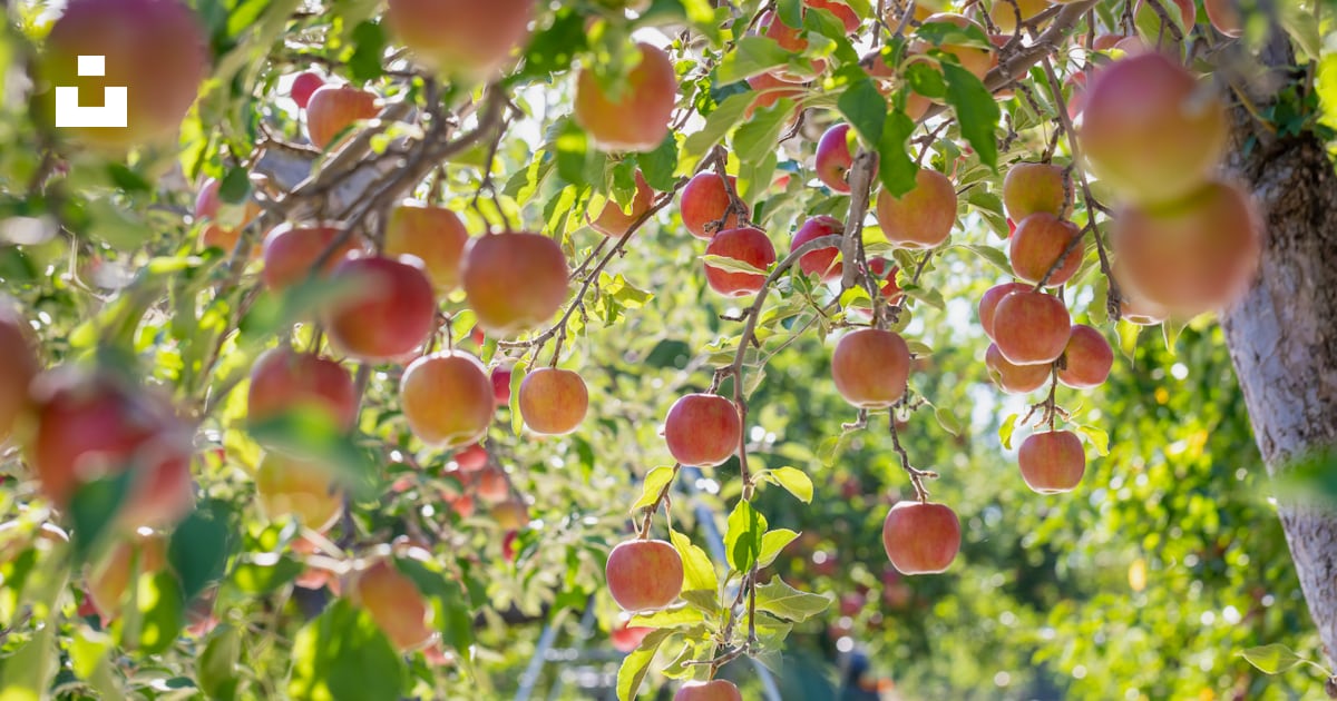 A tree filled with lots of ripe fruit photo – Free 青森県 日本 Image on Unsplash