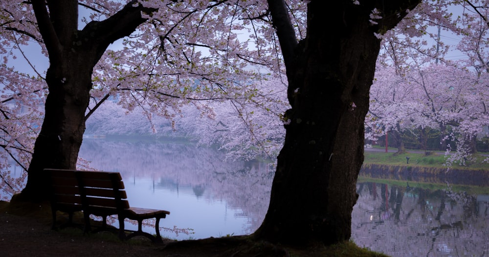 a bench sitting next to a tree filled with pink flowers