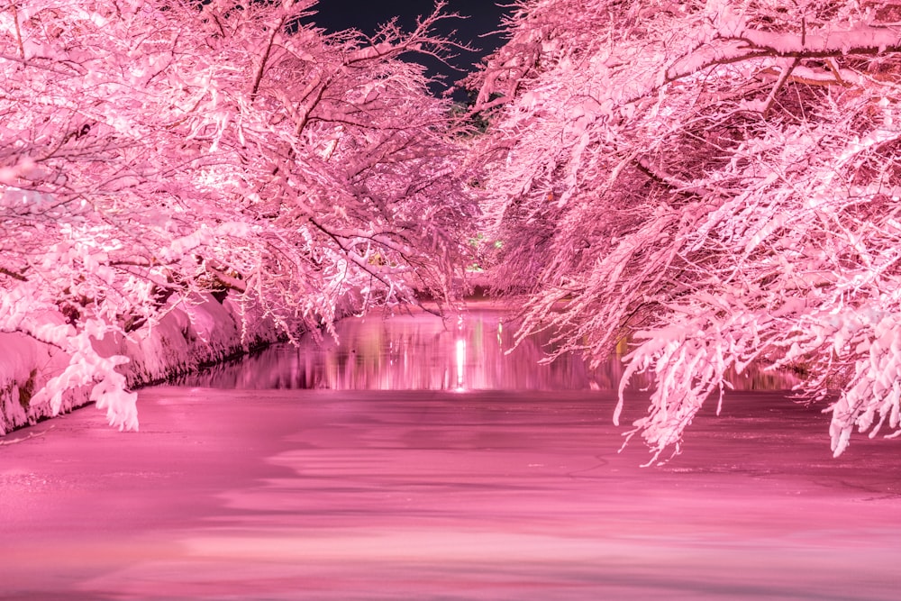 a river filled with lots of pink trees covered in snow
