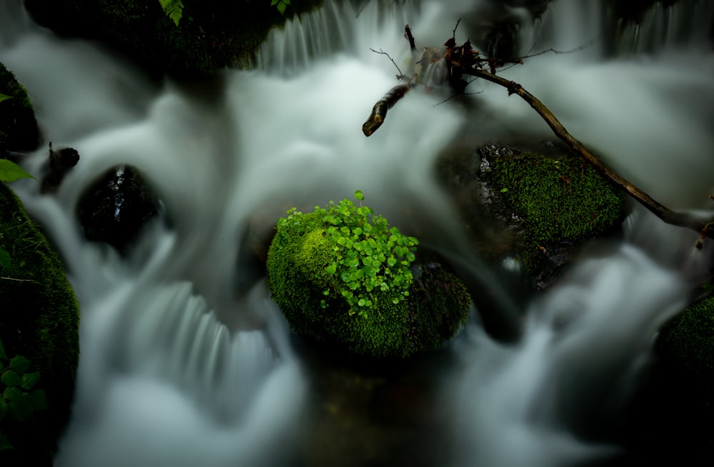 a stream of water running through a lush green forest