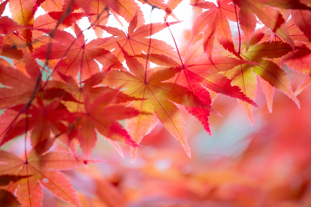 a close up of a tree with red leaves