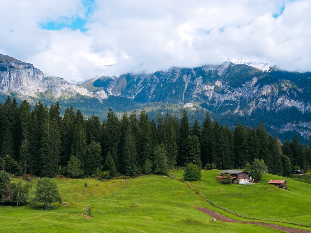 Un exuberante campo verde con una montaña al fondo