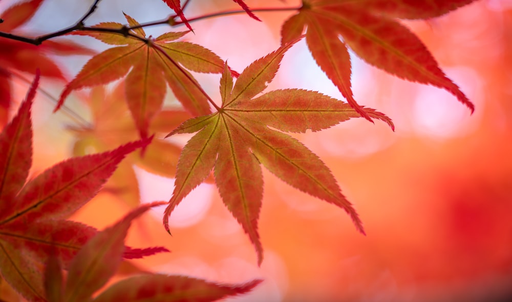 gros plan d’une feuille sur un arbre