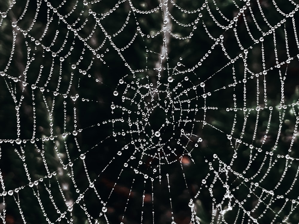 a close up of a spider web with drops of water on it