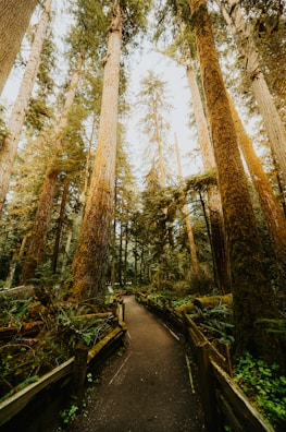 A scenic trail in a forest inviting for a refreshing exercise walk.