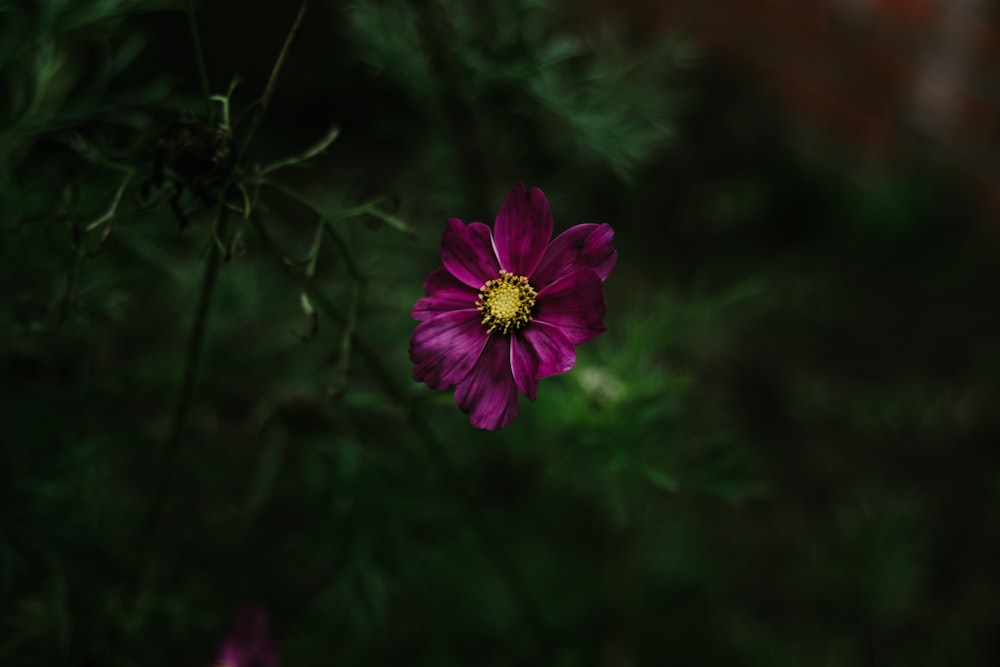 a purple flower with a yellow center sitting in the middle of a field