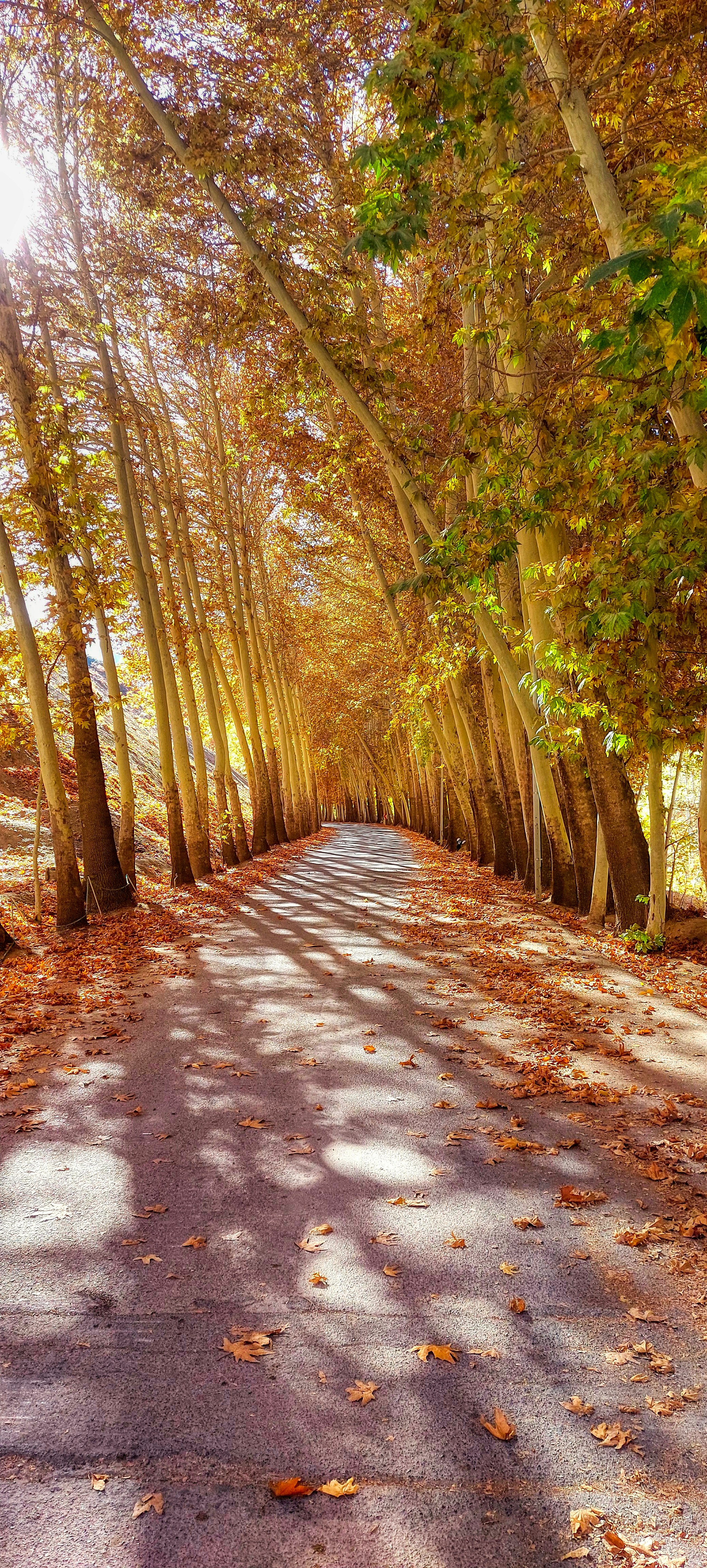 Photo by aliarjmandi