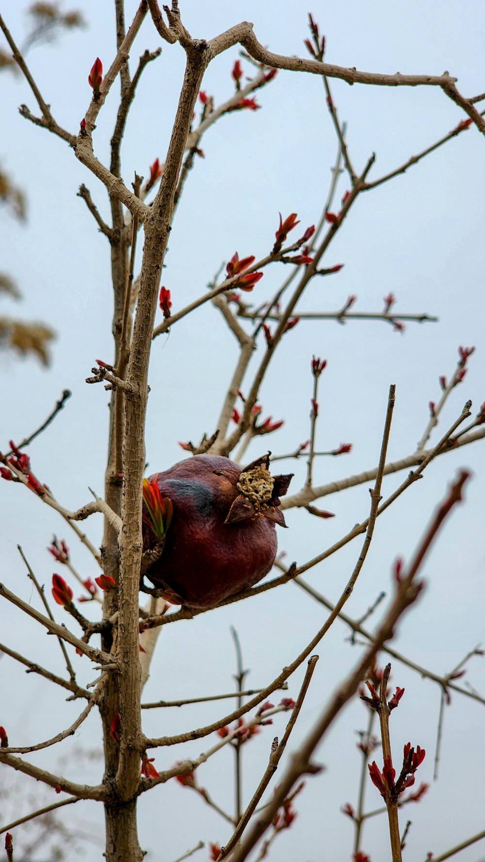 a bird is perched on a tree branch