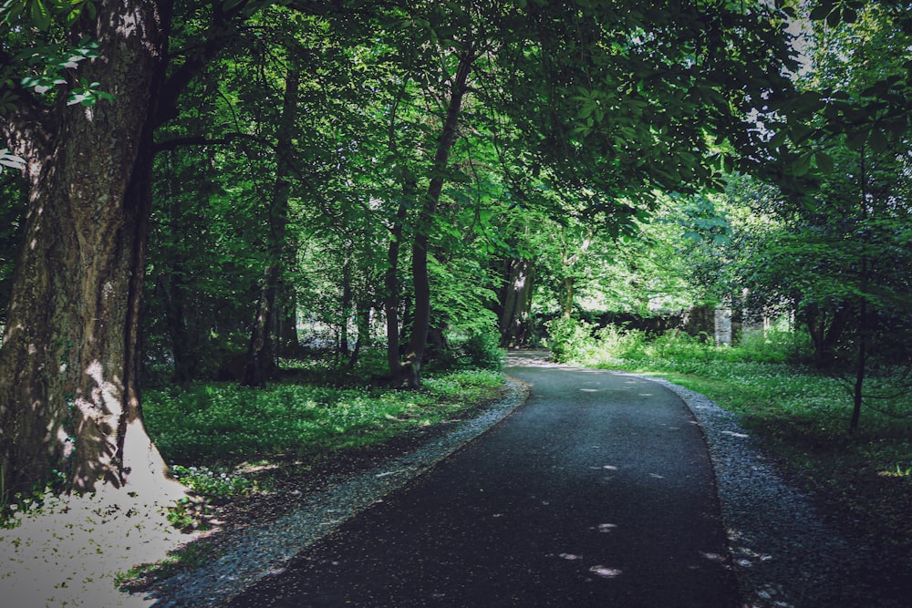 a road in the middle of a wooded area