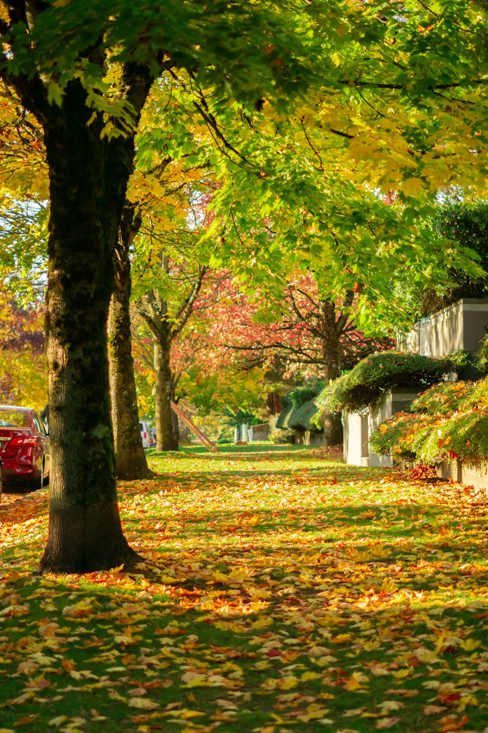 a park with trees and leaves on the ground