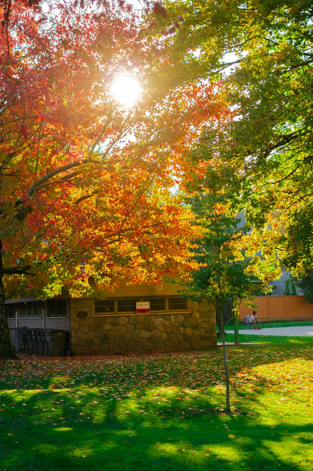 the sun shines brightly through the trees in the park