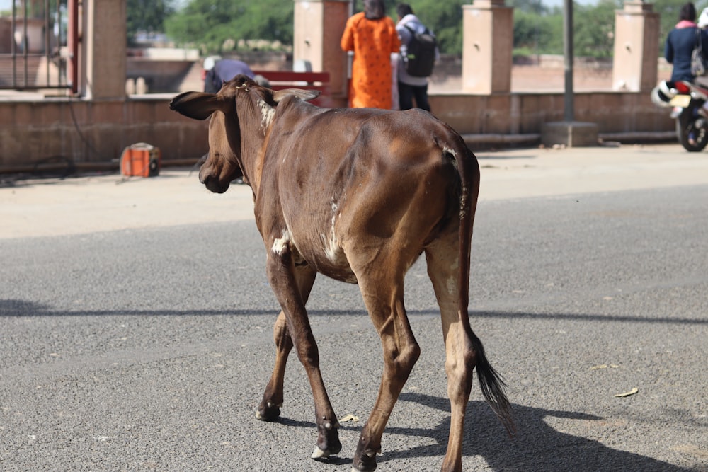 a brown cow walking across a street next to people