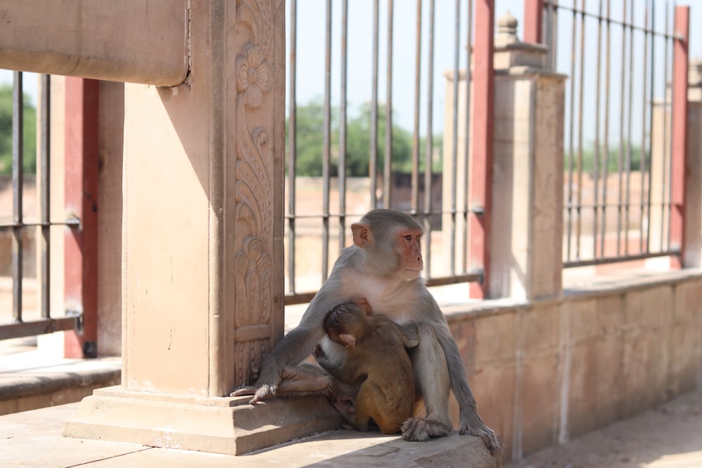 a couple of monkeys that are sitting on the ground