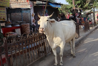 A cow with horns is walking along a street near a market. Stalls are visible in the background, displaying various goods and decorations. People are present in the scene, engaging in different activities.