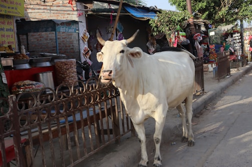 A cow with horns is walking along a street near a market. Stalls are visible in the background, displaying various goods and decorations. People are present in the scene, engaging in different activities.