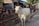 A cow with horns is walking along a street near a market. Stalls are visible in the background, displaying various goods and decorations. People are present in the scene, engaging in different activities.