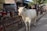 A cow with horns is walking along a street near a market. Stalls are visible in the background, displaying various goods and decorations. People are present in the scene, engaging in different activities.