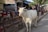 A cow with horns is walking along a street near a market. Stalls are visible in the background, displaying various goods and decorations. People are present in the scene, engaging in different activities.