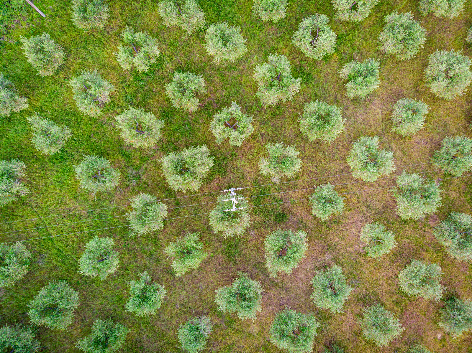 Aerial agricultural landscape in Tuscany, used as editorial imagery