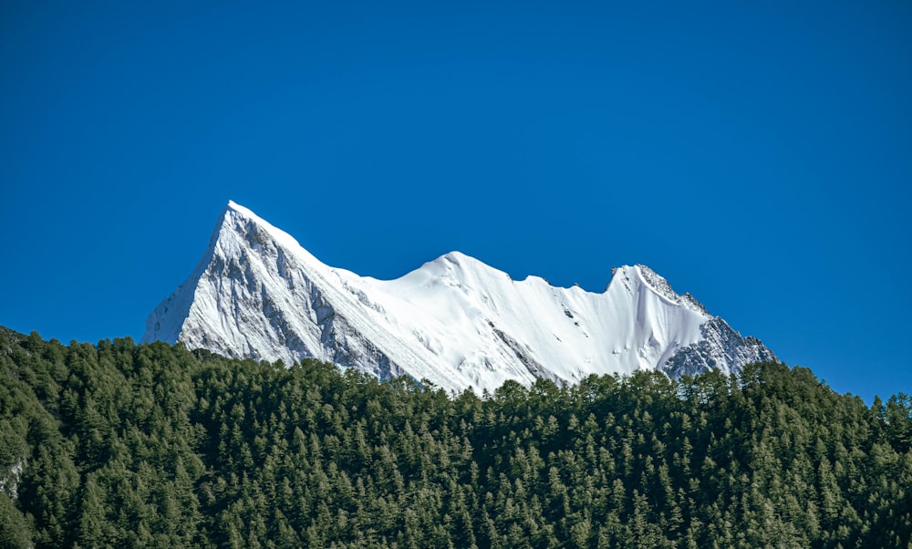 a snow covered mountain in the middle of a forest