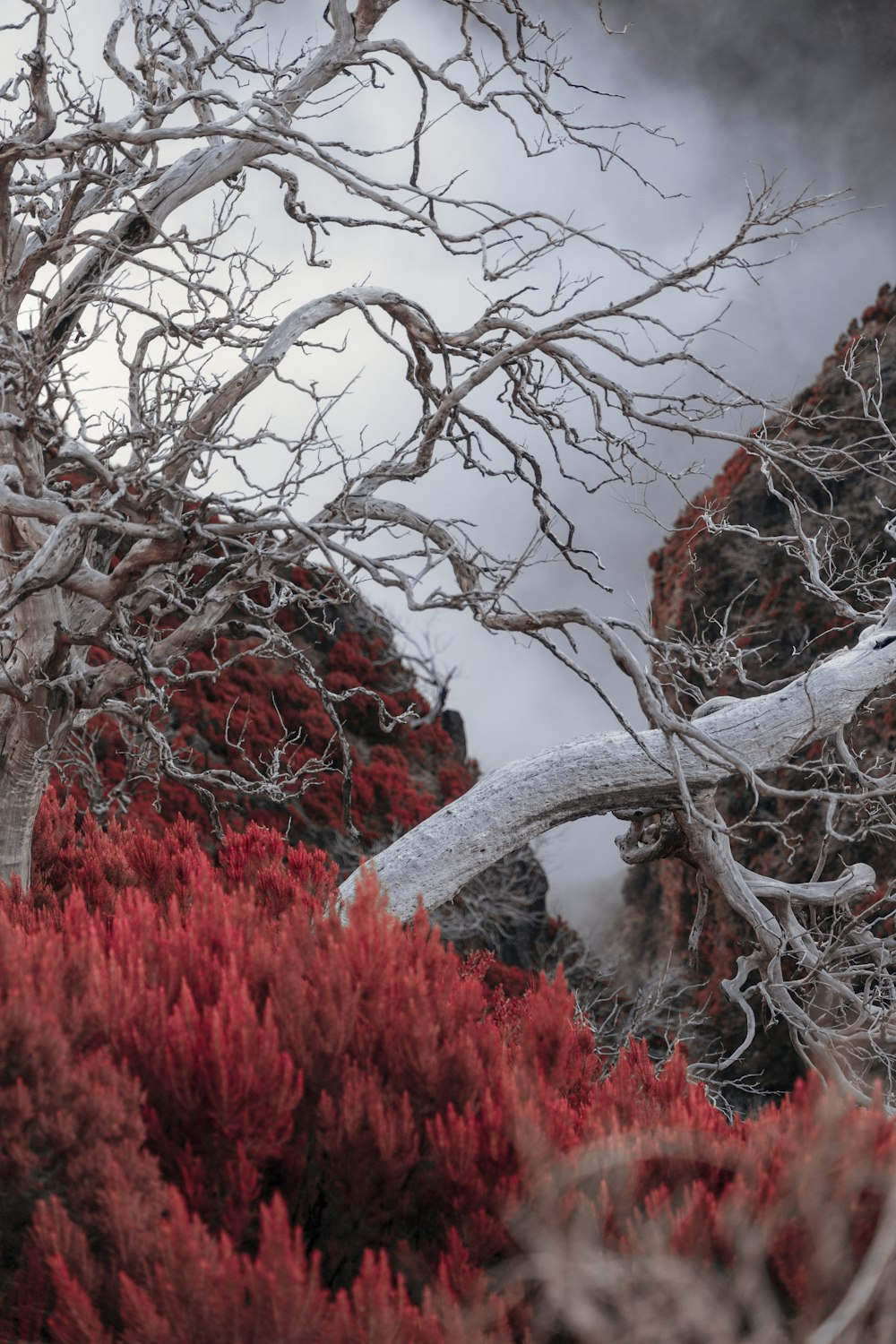 a barren tree with red bushes in the foreground
