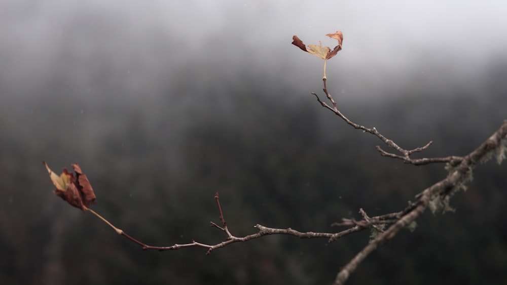 a tree branch with a few leaves on it