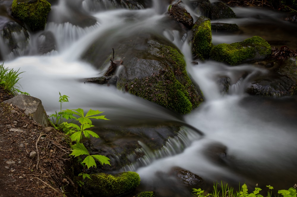 a stream running through a lush green forest