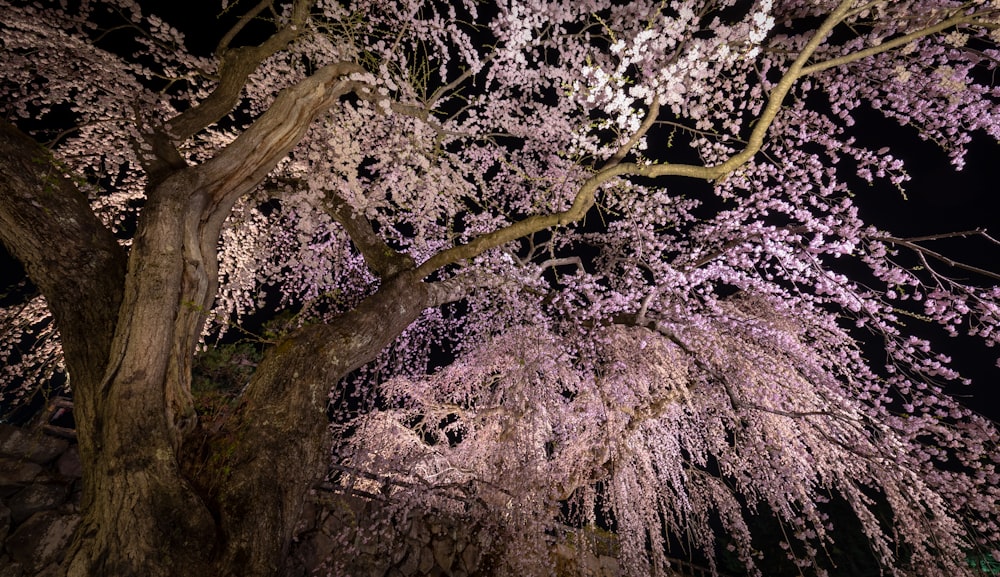 a large tree with lots of pink flowers