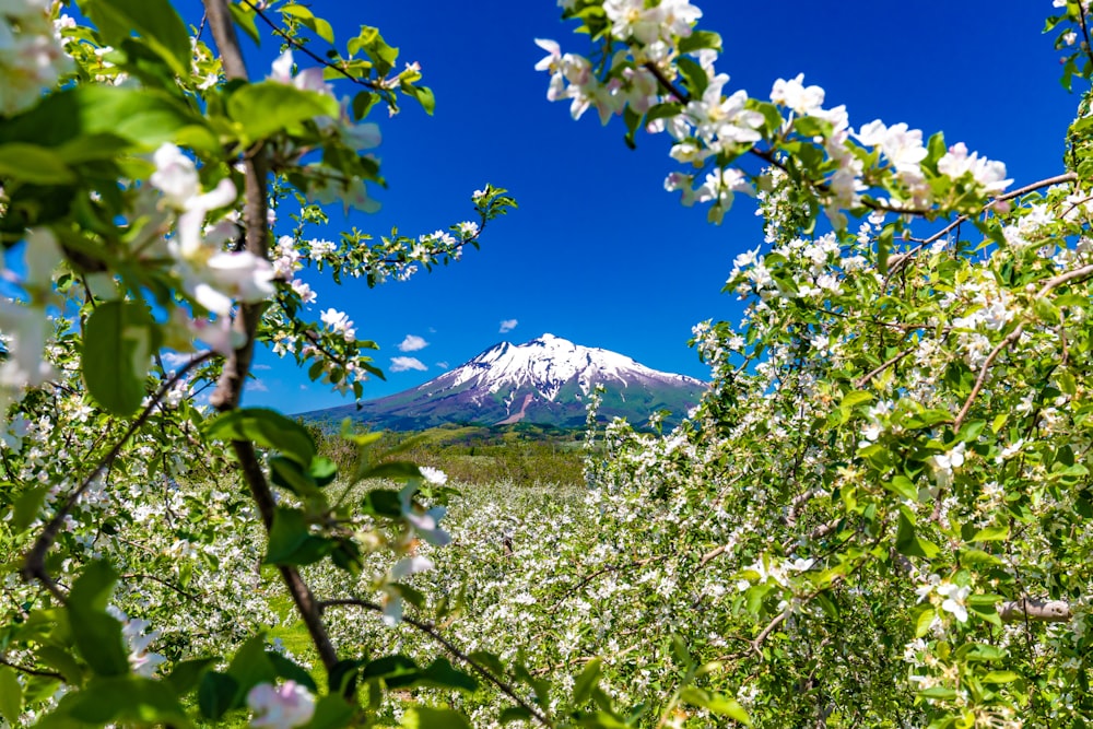 a view of a mountain through some trees