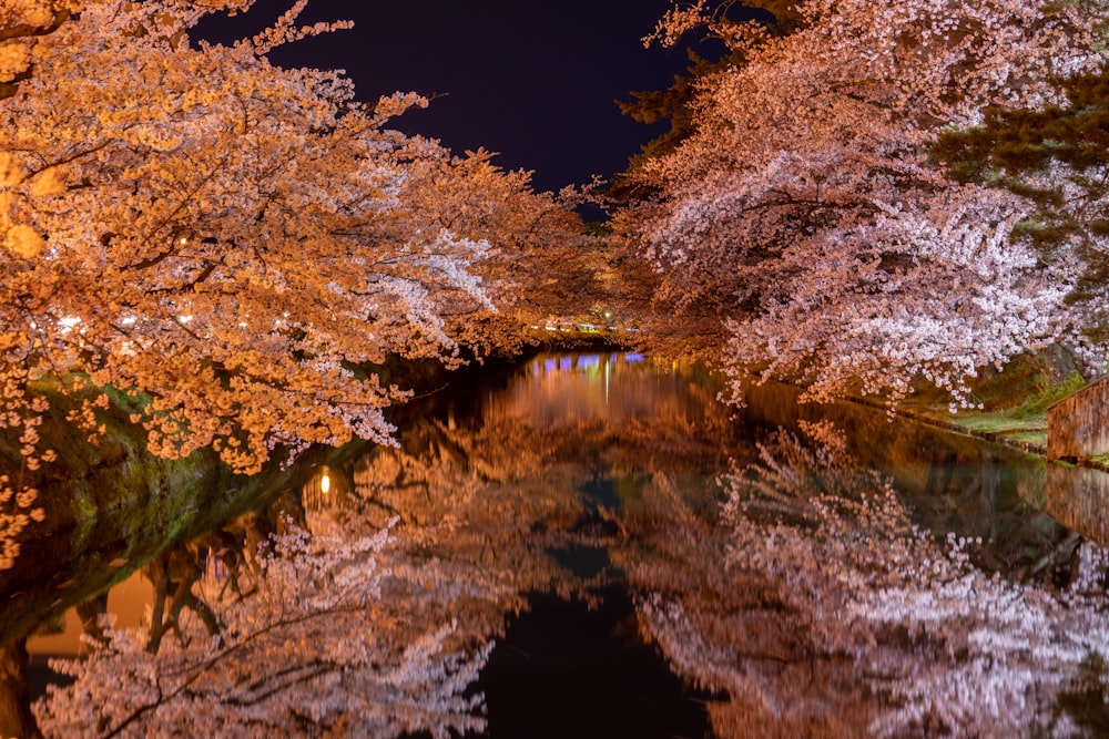 un plan d’eau entouré d’arbres en fleurs