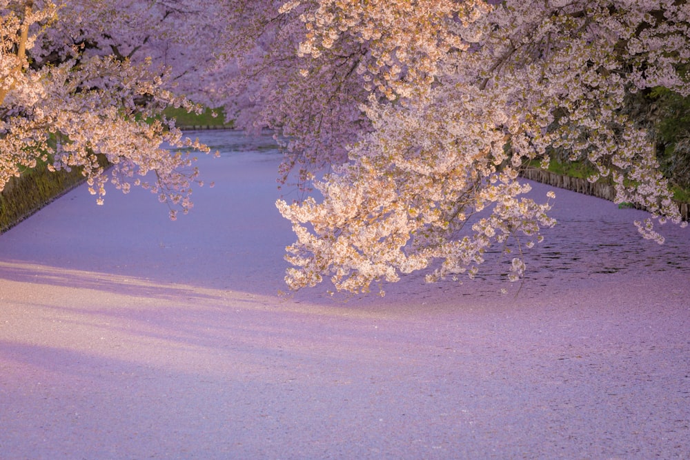 a snow covered path with trees in the background