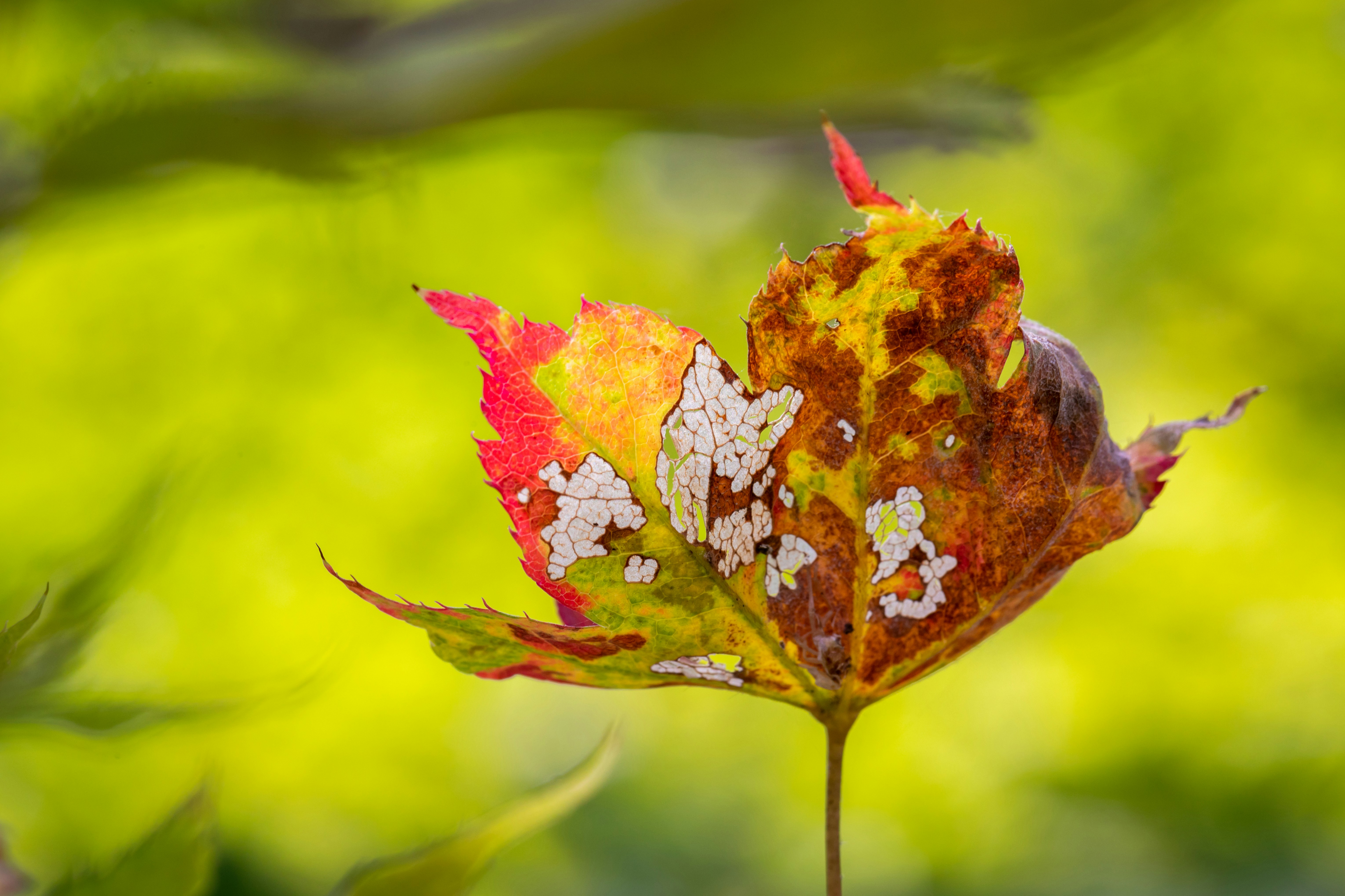 Photo by juntarou555