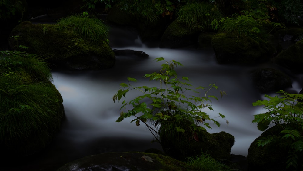 a stream running through a lush green forest