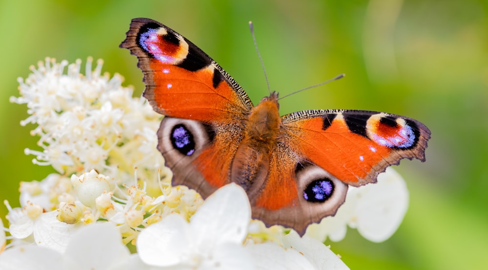 a close up of a butterfly on a flower