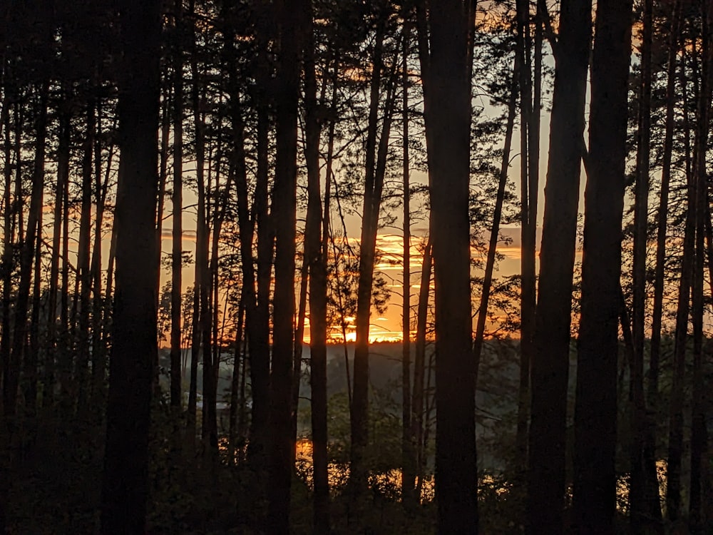 Le soleil se couche au loin à travers les arbres