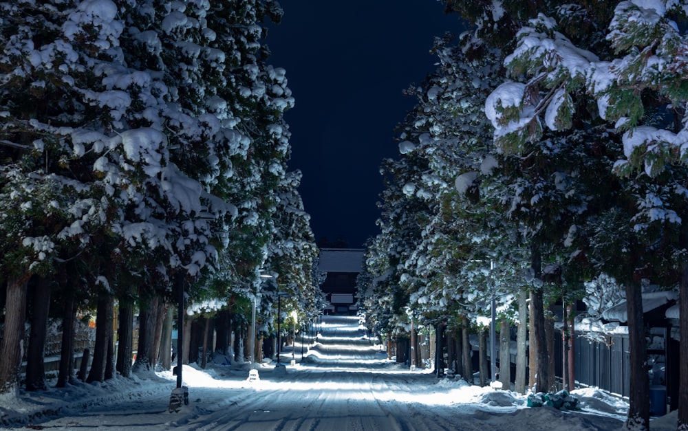 a snow covered street lined with trees at night