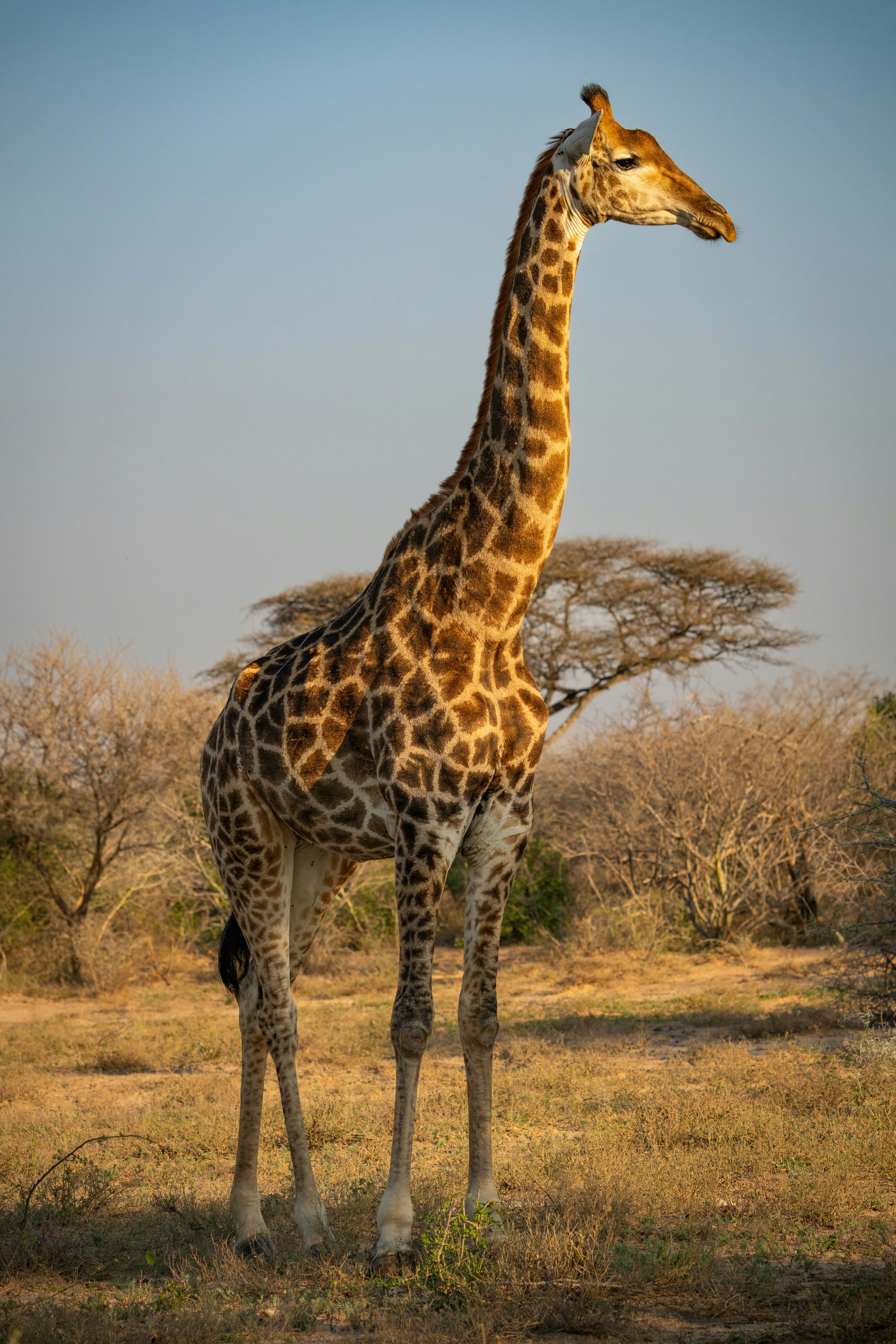 eine Giraffe, die auf einem Feld mit Bäumen im Hintergrund steht