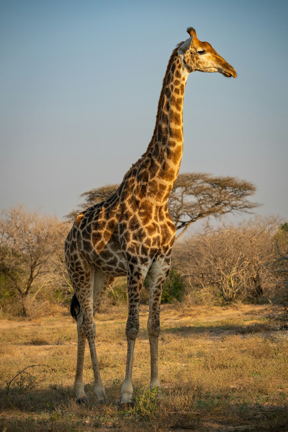 a giraffe standing in a field with trees in the background