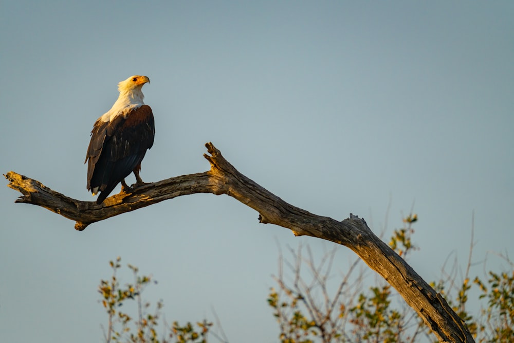 a large bird perched on top of a tree branch