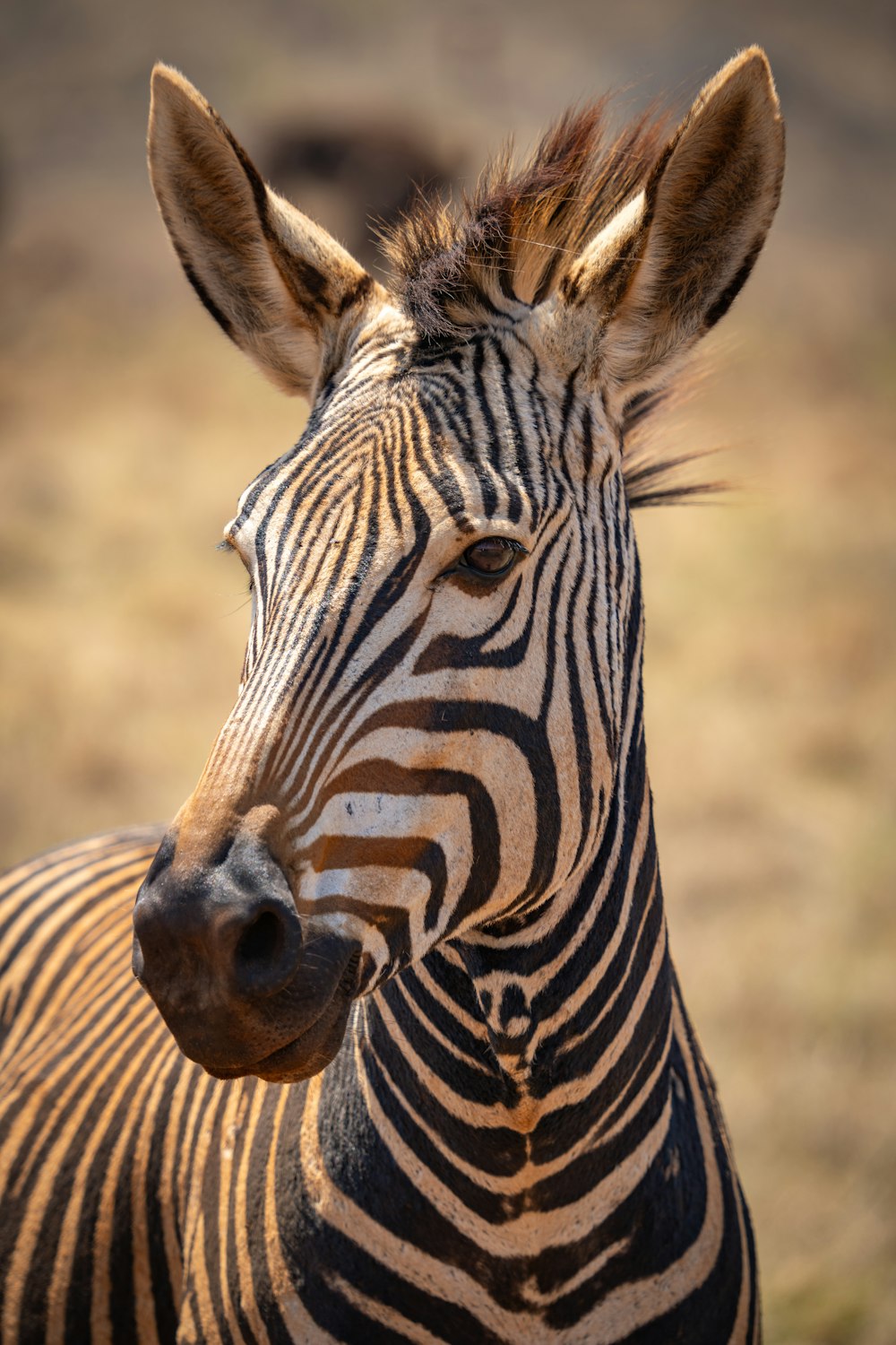 a close up of a zebra in a field