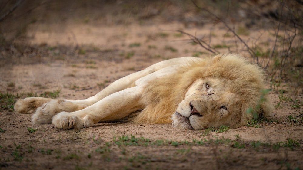 a large white lion laying on top of a dirt field