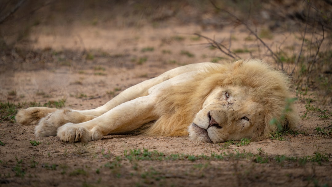 a large white lion laying on top of a dirt field,