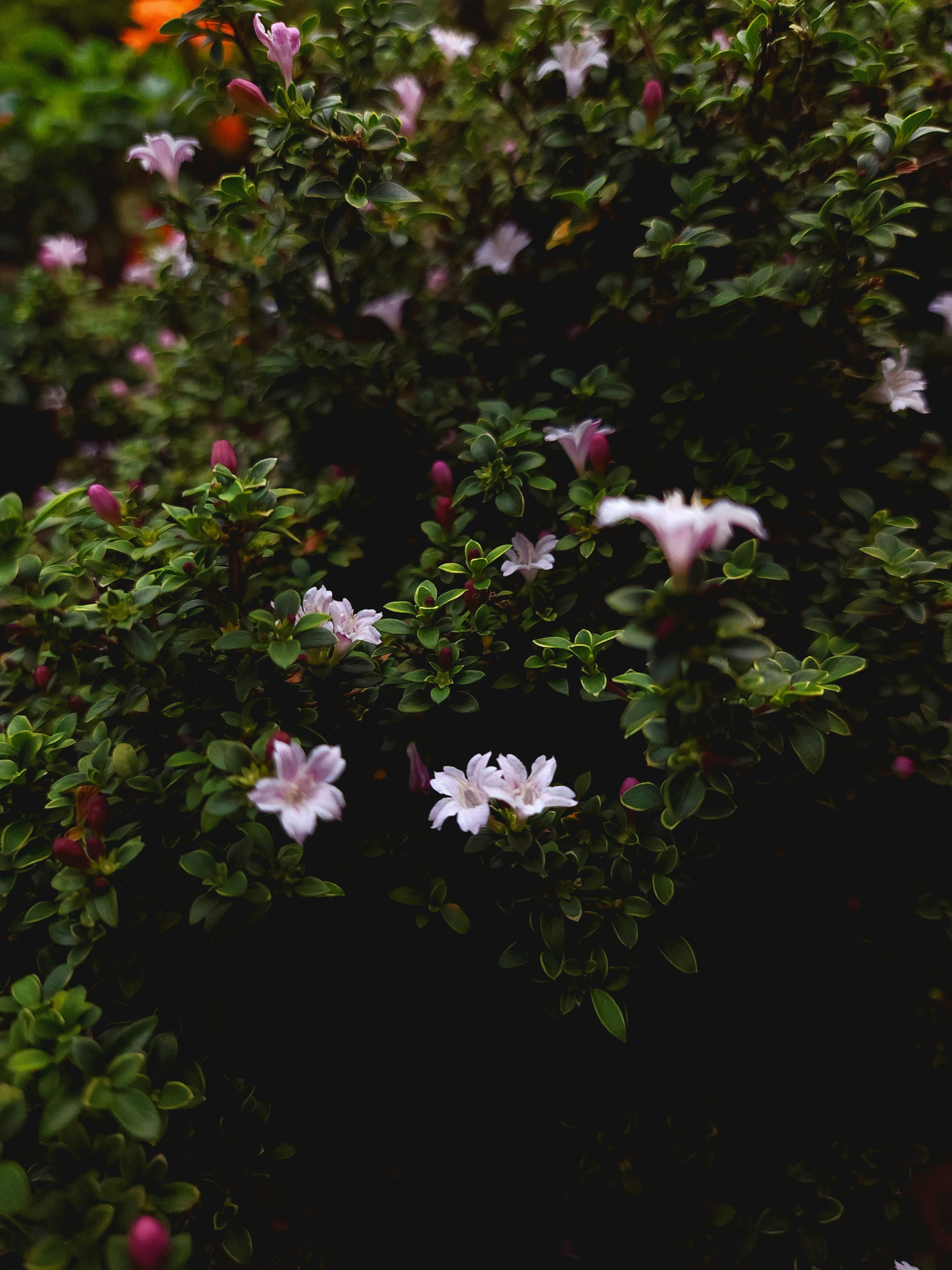 Photo by mrinalrajac