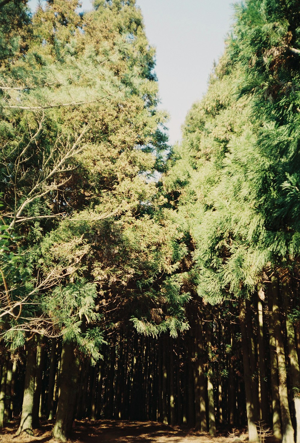 Un bosque lleno de muchos árboles altos